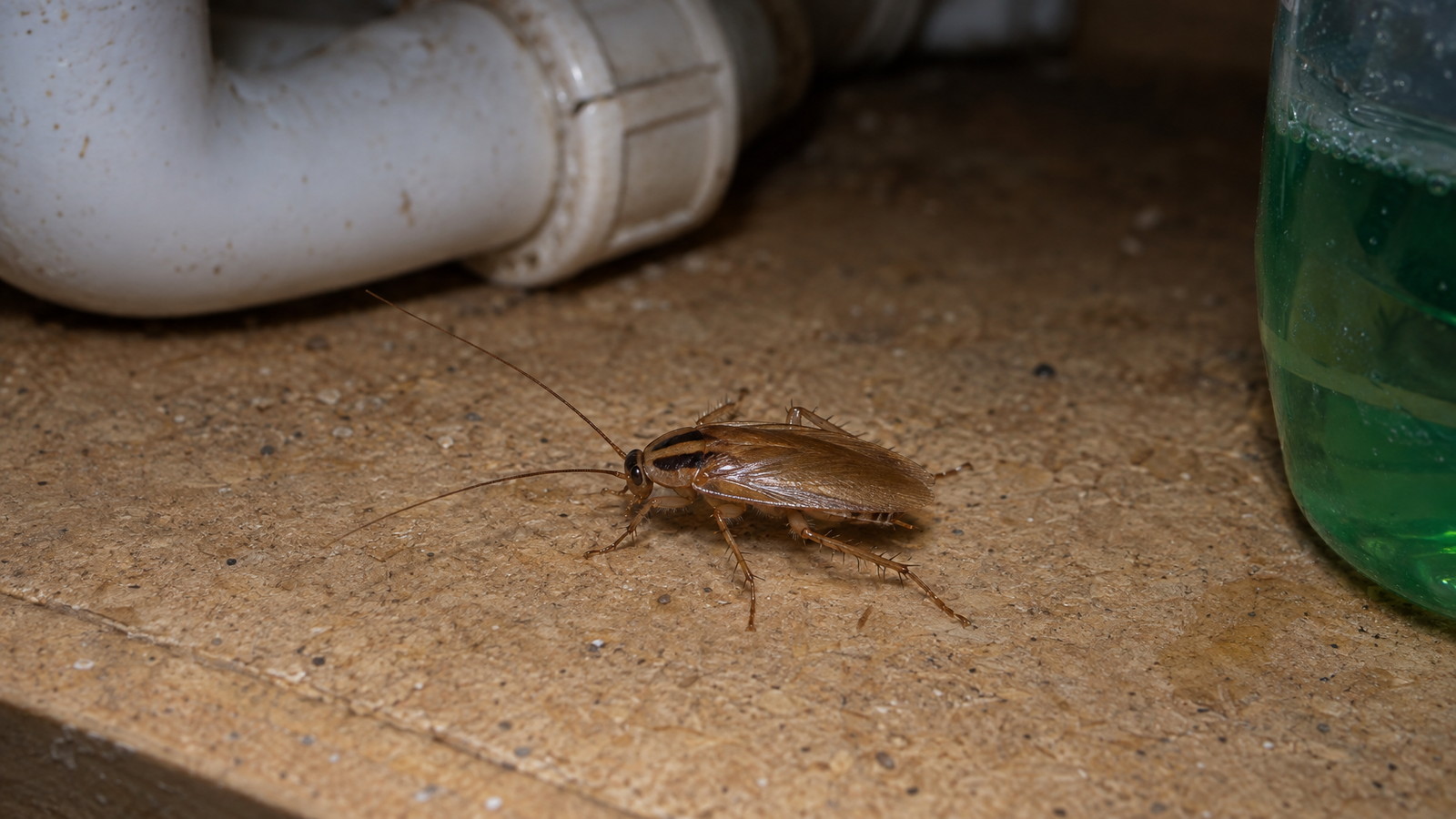 German cockroach, light brown and about half an inch long with two dark parallel stripes behind its head, on the cabinet floor under a kitchen sink beside a drain pipe
